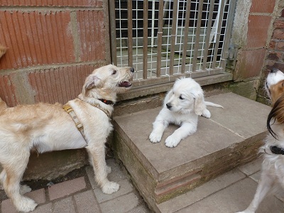 Sambo und Buddy